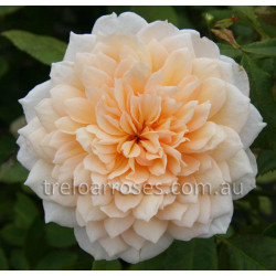 Grace - 90cm Standard
