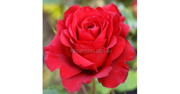 red giant color red giant color