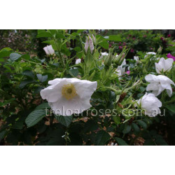 Rugosa Alba