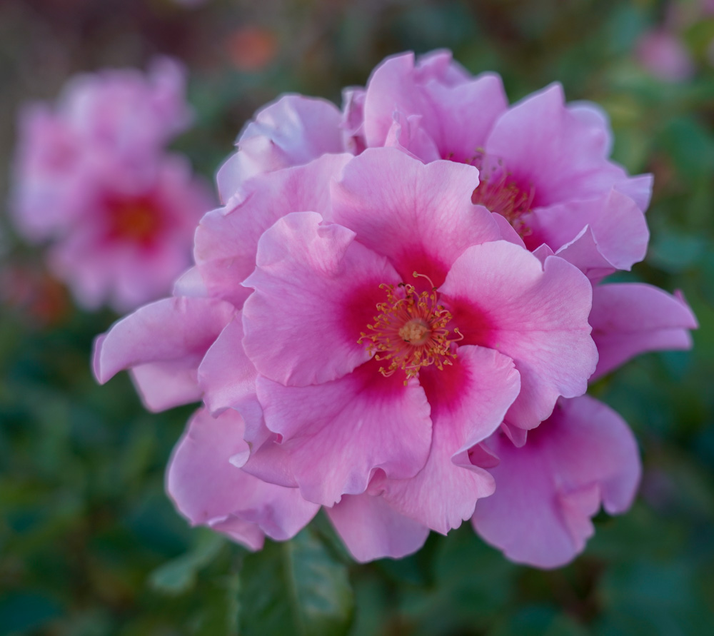 Rose See You In Pink