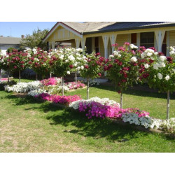 Burgundy & White Iceberg - 60cm Patio Standard