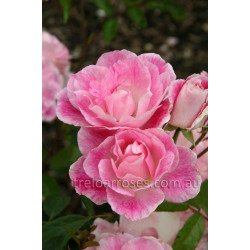 Blushing Pink Iceberg - 90cm Standard