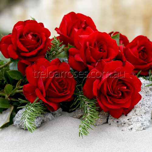 Gallipoli Centenary Rose (Potted Rose)