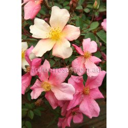 Mutabilis