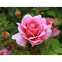 Princess Alexandra Of Kent - 90cm Standard