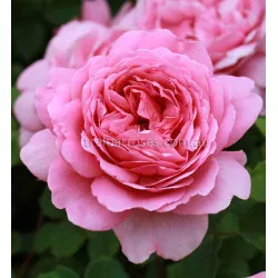 Princess Alexandra Of Kent - 90cm Standard