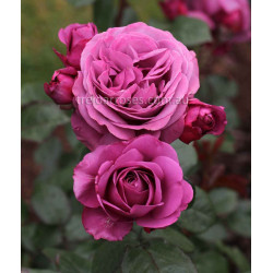 Thank You Rose  - 60cm Standard