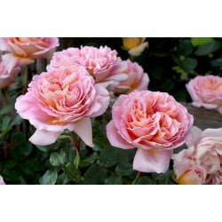 Abraham Darby - 90cm Standard