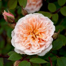 Anita's Rose - Climbing