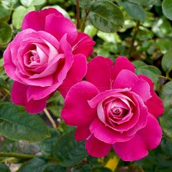 Baronne E. De Rothschild