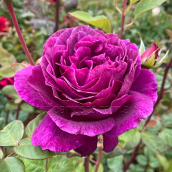 Big Purple - 90cm Standard