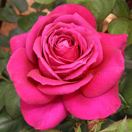 Big Purple - 90cm Standard