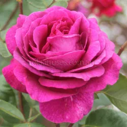 Big Purple - 90cm Standard