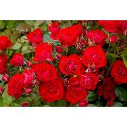 Black Forest Rose - 60cm Patio Standard