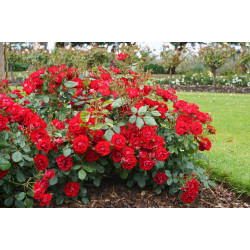Black Forest Rose