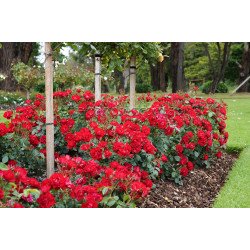 Black Forest Rose