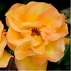 Bright Smiles (Potted Rose)