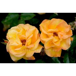 Bright Smiles (Potted Rose)
