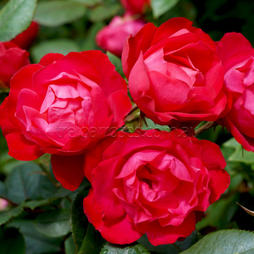Cherry Bonica - Standard
