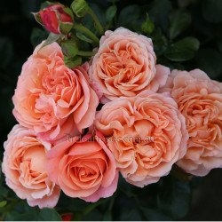 Coral Lions-Rose®