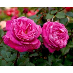Delightful Parfuma (Potted Rose)