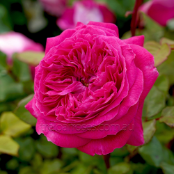 Delightful Parfuma (Potted Rose)