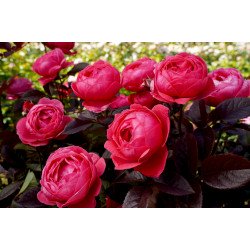 Fruity Parfuma (Potted Rose)