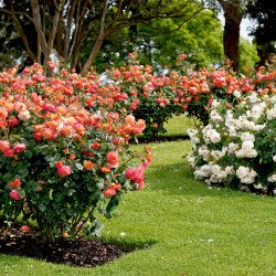 Floribunda Bush Roses