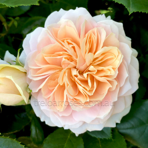Garden Of Roses - 90cm Standard