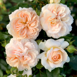 Garden Of Roses - 60cm Patio Standard