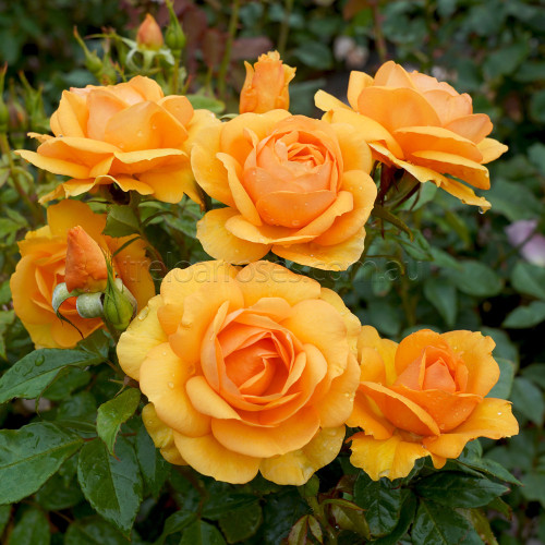 Golden Beauty (Potted Roses)