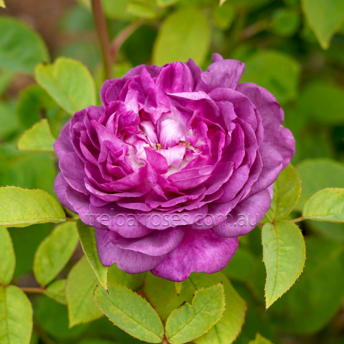 Reine Des Violettes