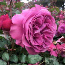 Transplant Australia's Thank You Rose 