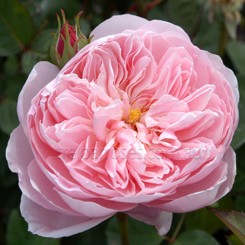 The Alnwick Rose