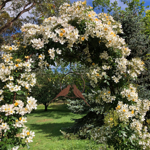 Wedding Day - Climber (R)