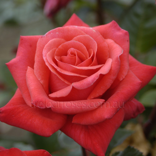 Happy Anniversary - 90cm Standard