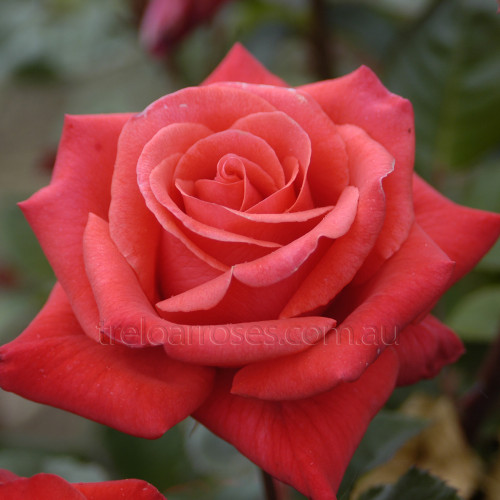 Happy Anniversary - 90cm Standard
