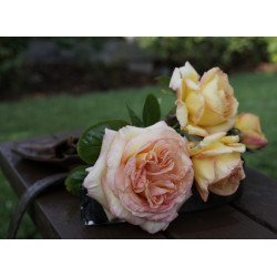 Courtney's Rose 