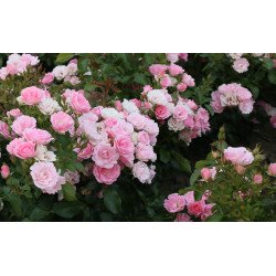 Roselina