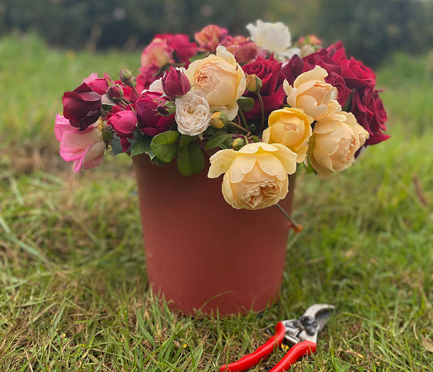 Picking And Caring For Cut Flowers