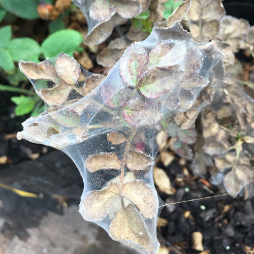Daños en hoja