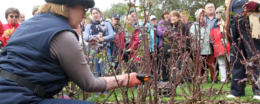 Annual Rose Pruning Demonstration Day