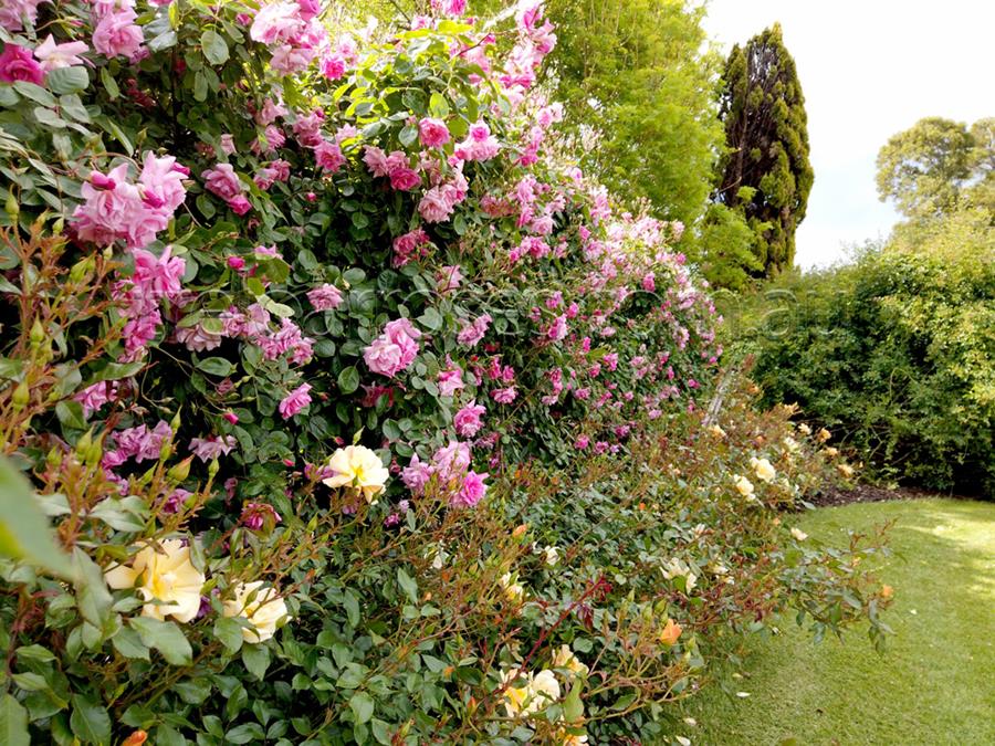 CLIMBING ROSE