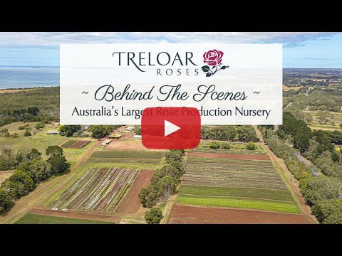 Treloar Roses - Video - Behind The Scenes