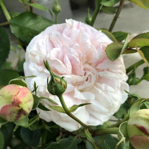 Rose bloom in shade