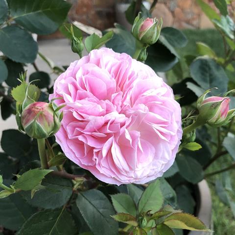 Rose bloom in more sunlight