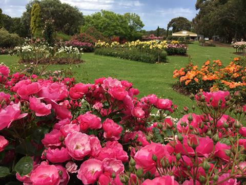 Our display garden