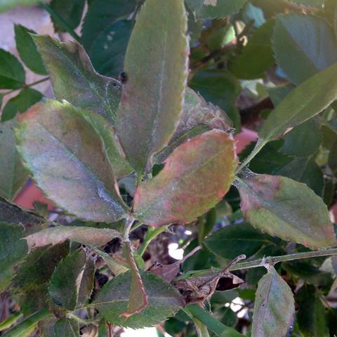 Two spotted mites - bronze foliage