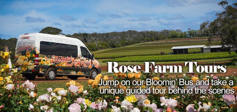 ROSE FARM TOUR